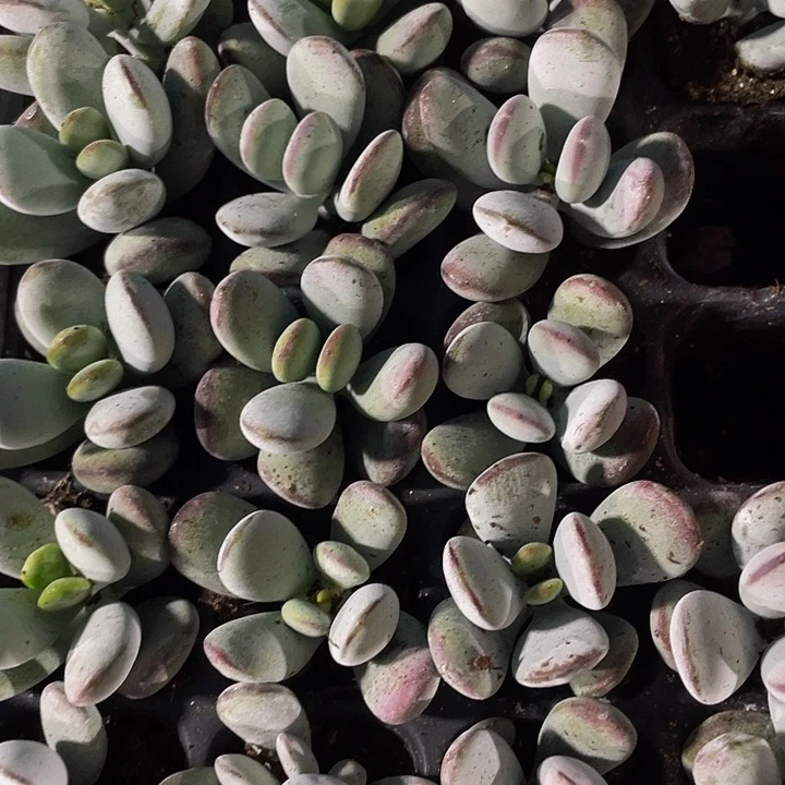 小乒乓1元带土发