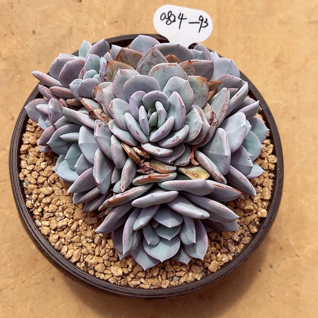 0824-93奶茶大群。。。