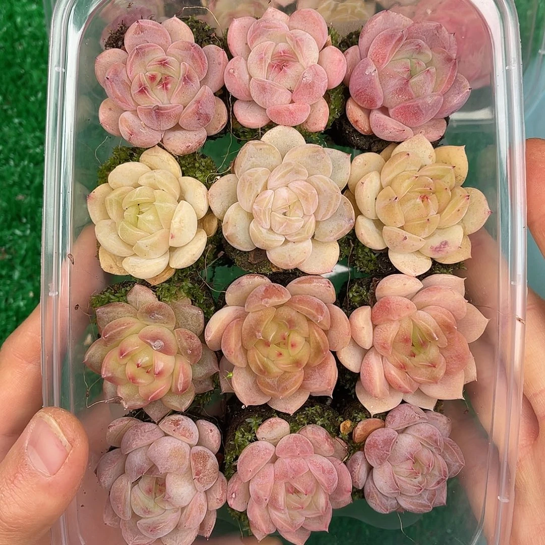 多肉一物一拍27-143