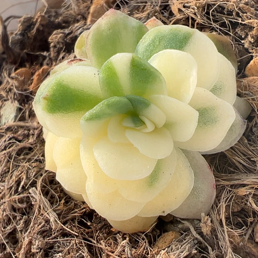 冰梅锦，花脸锦小苗