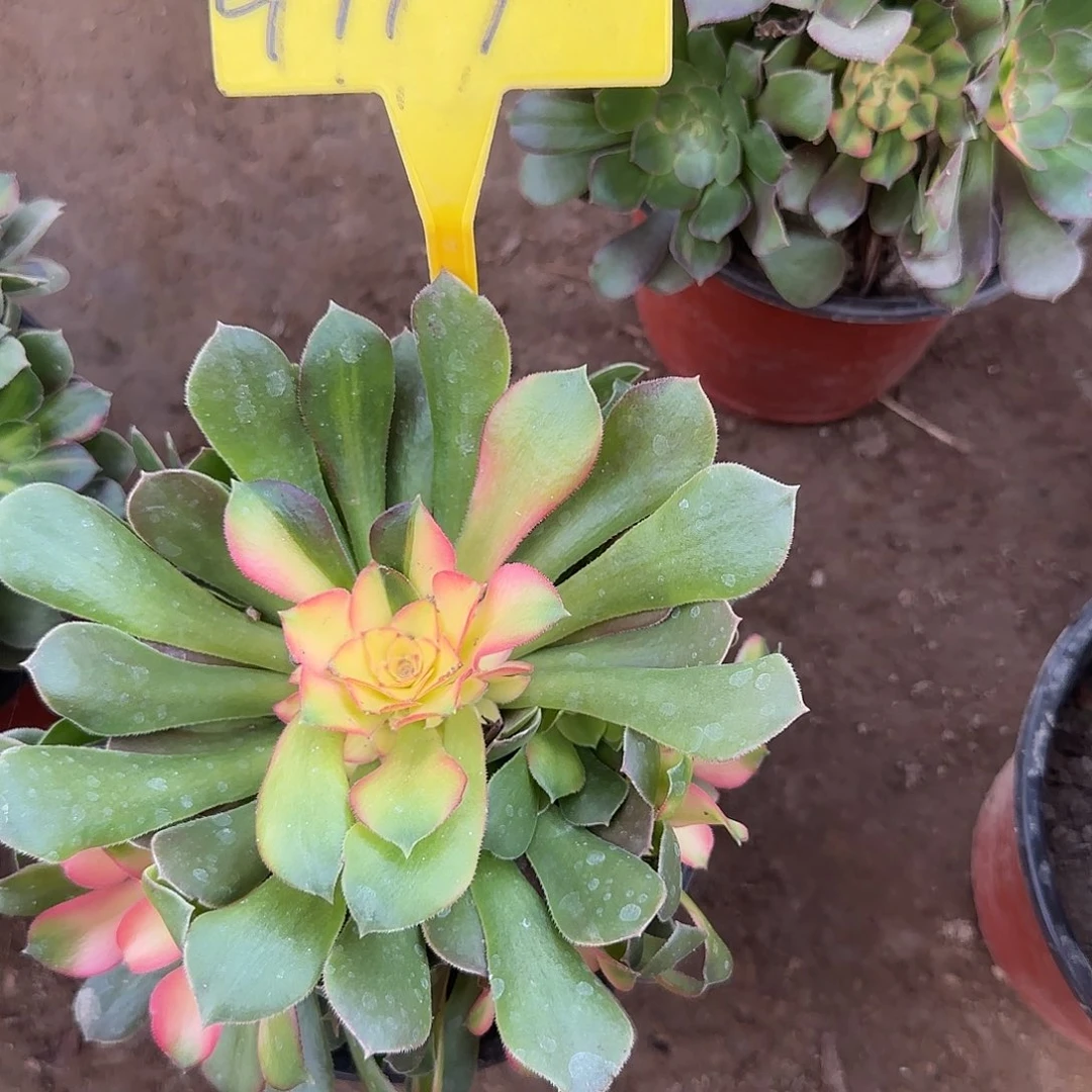 4119--流星雨多头多肉