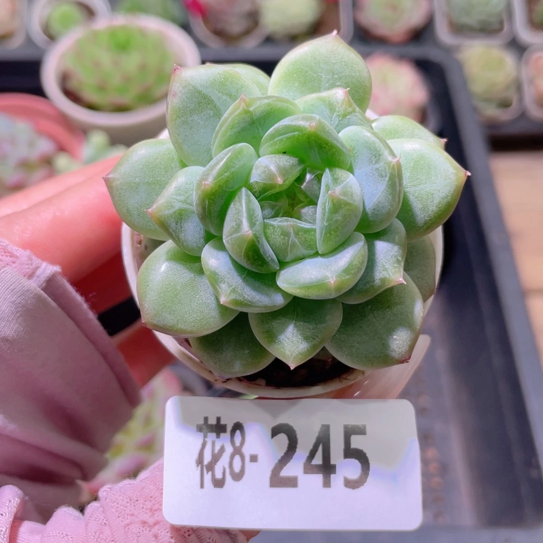 花利美8-245珍妮单头