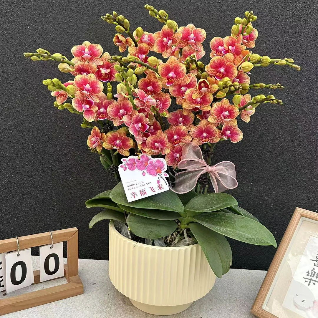 《金蝶聚宝盆》蝴蝶兰 精美组盆  鲜花室内长花期高端花卉