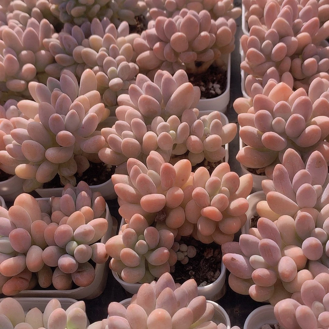 小汤圆34688990000