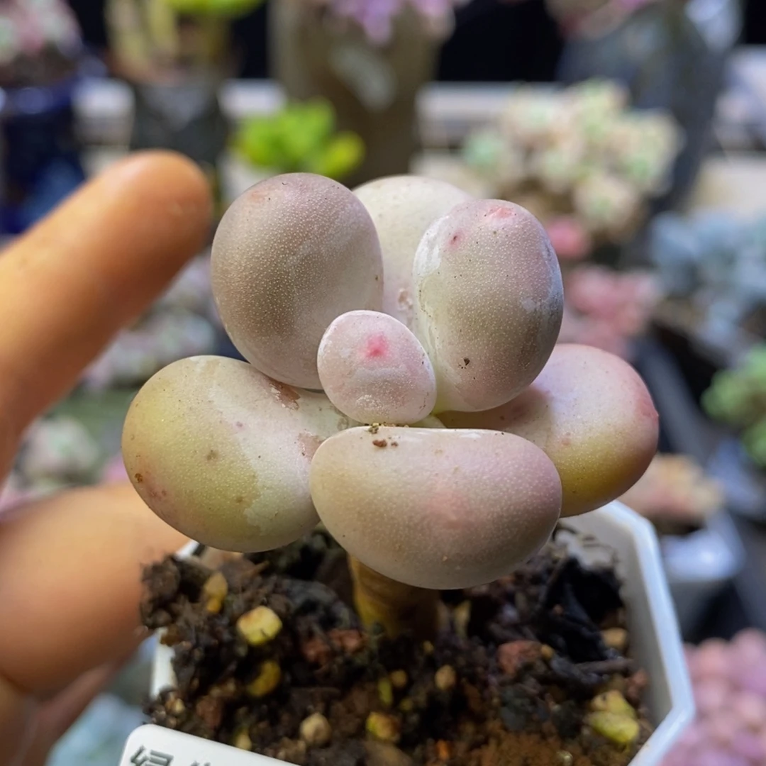 042 丸叶蛋黄奶4 厘米