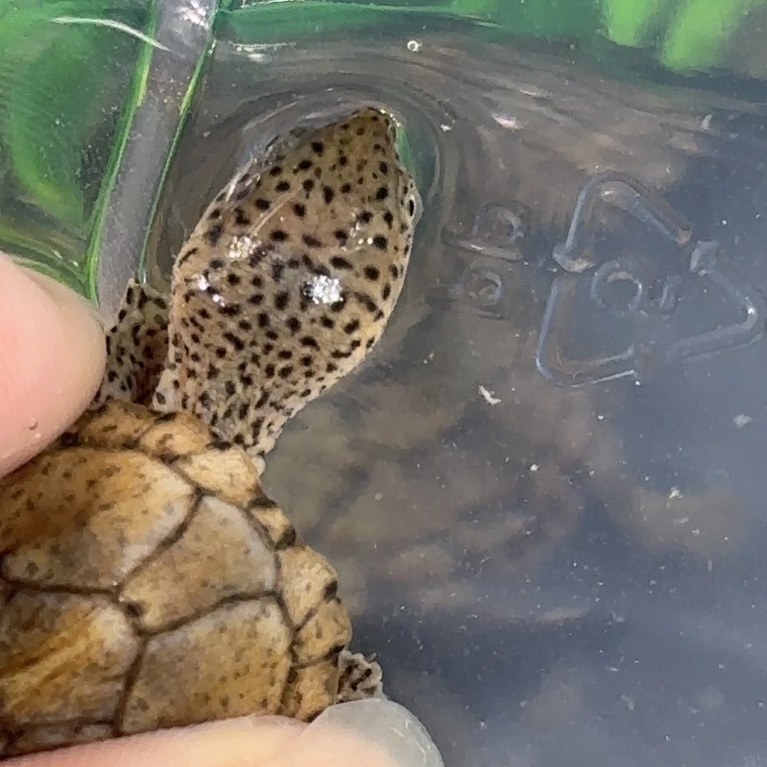 宠物龟不分公母增生大粗纹黑刀