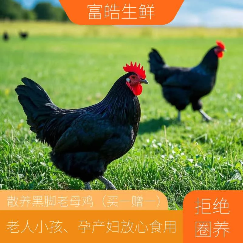 【现宰顺丰发货】散养两年黑脚老母鸡2只净重5-6斤左右有运费险
