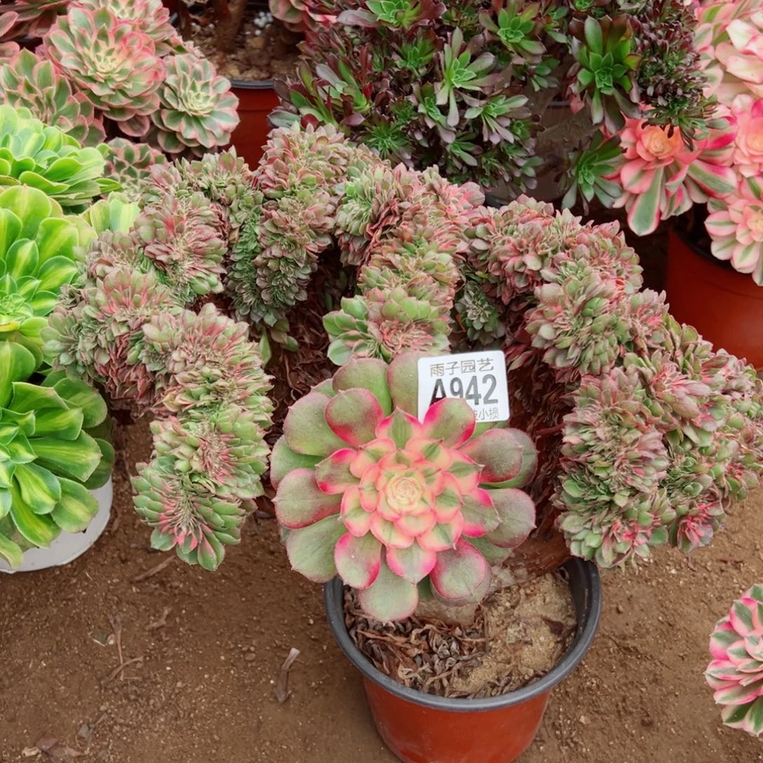 942荔枝缀化雨子多肉植物