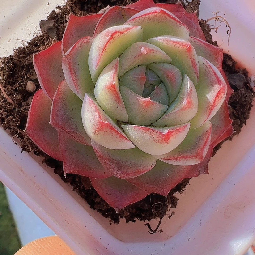 小精品玫瑰仙子19包邮