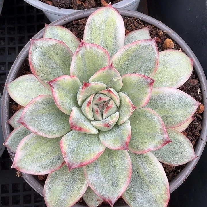 雨燕座拉丝花脸锦