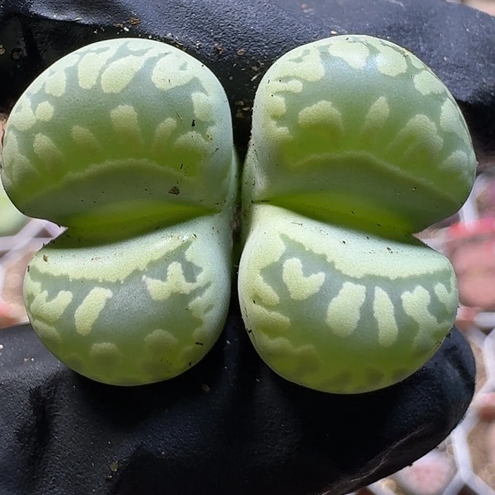 1112生石花。    175