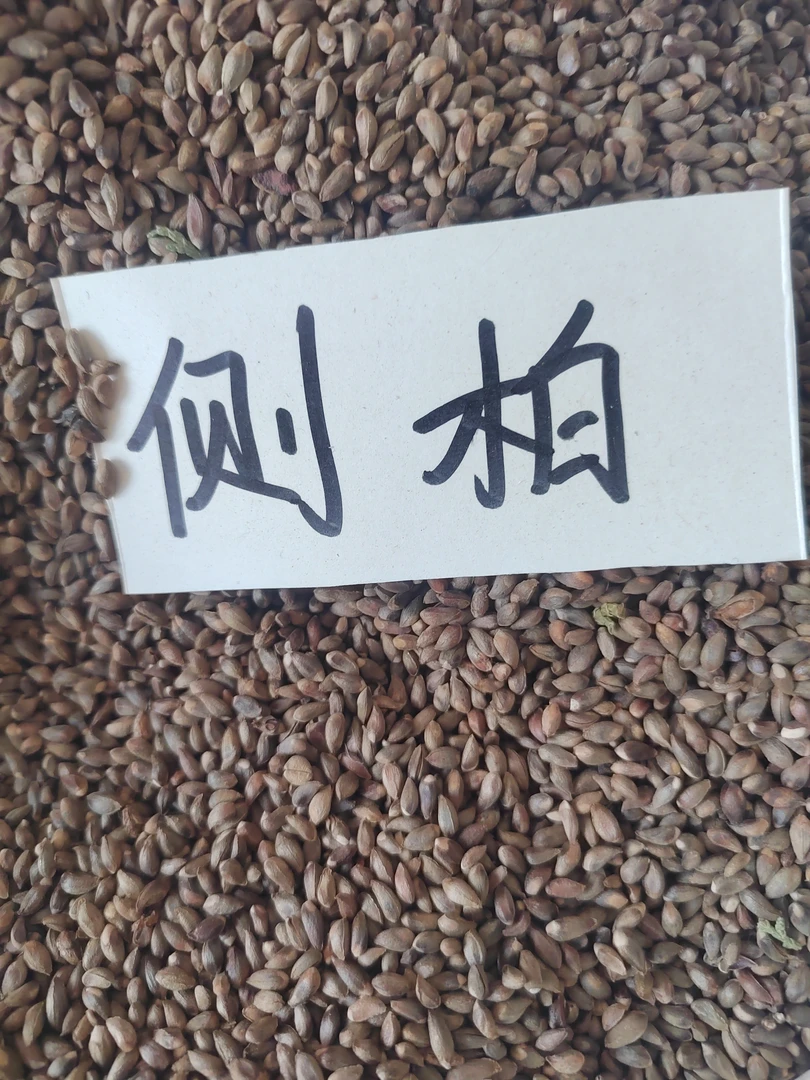 侧柏种子扁柏种子一斤