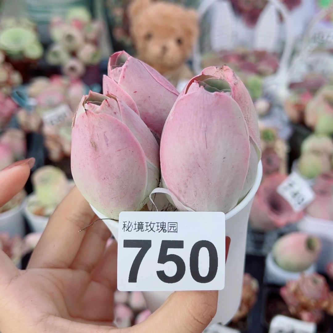750三颗大帕桃子小老桩组合。