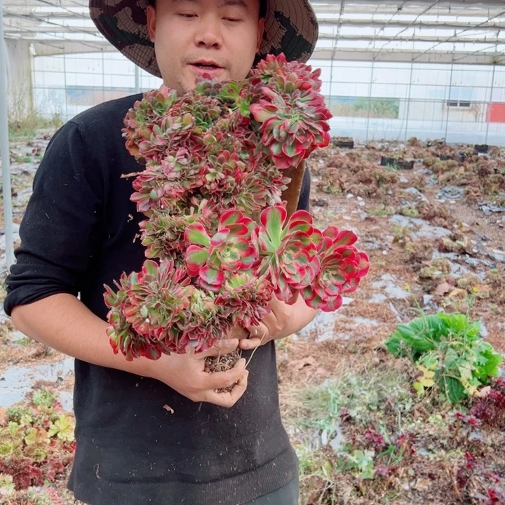 女郎醉话1号花脸多肉法师