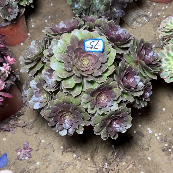 多肉植物黑魔法师75