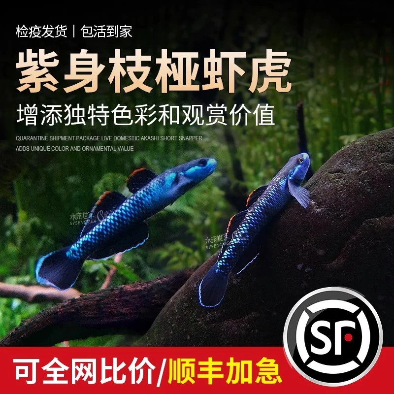 紫身枝桠虾虎原生鱼黄唇溪吻鱼高帆淡水冷水鱼耐活新红吻观赏鱼