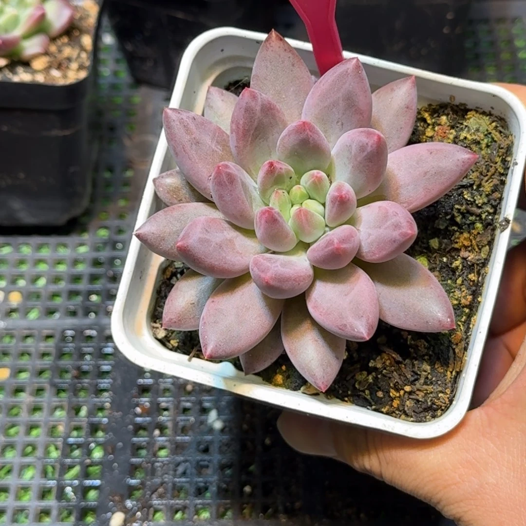 多肉植物二代球球245