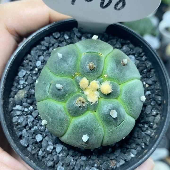 1068号实生龟甲兜4.5cm