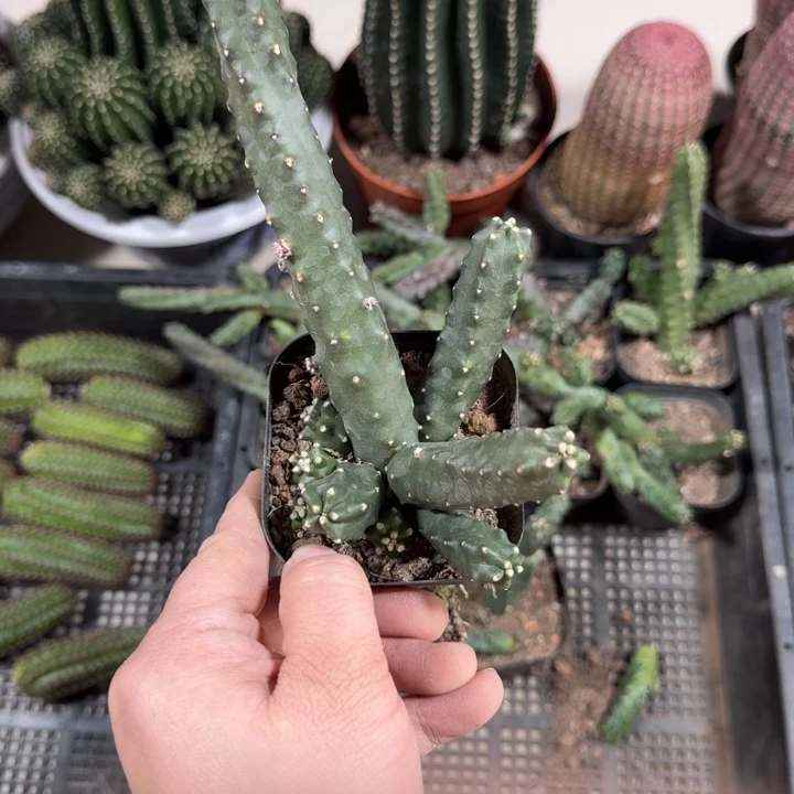 243水仙晴朗根脱土发货掉侧牙无售后