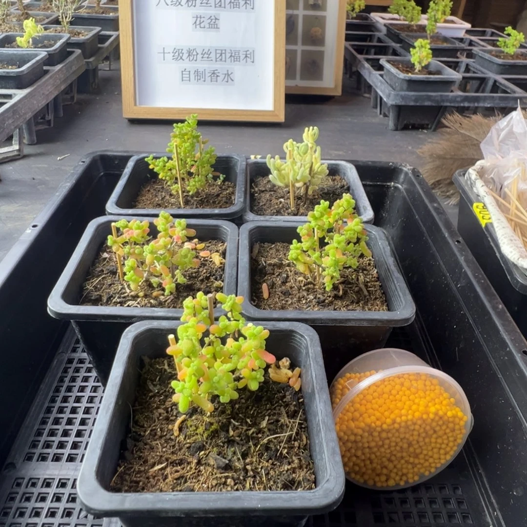 枝干番杏多肉植物257乐