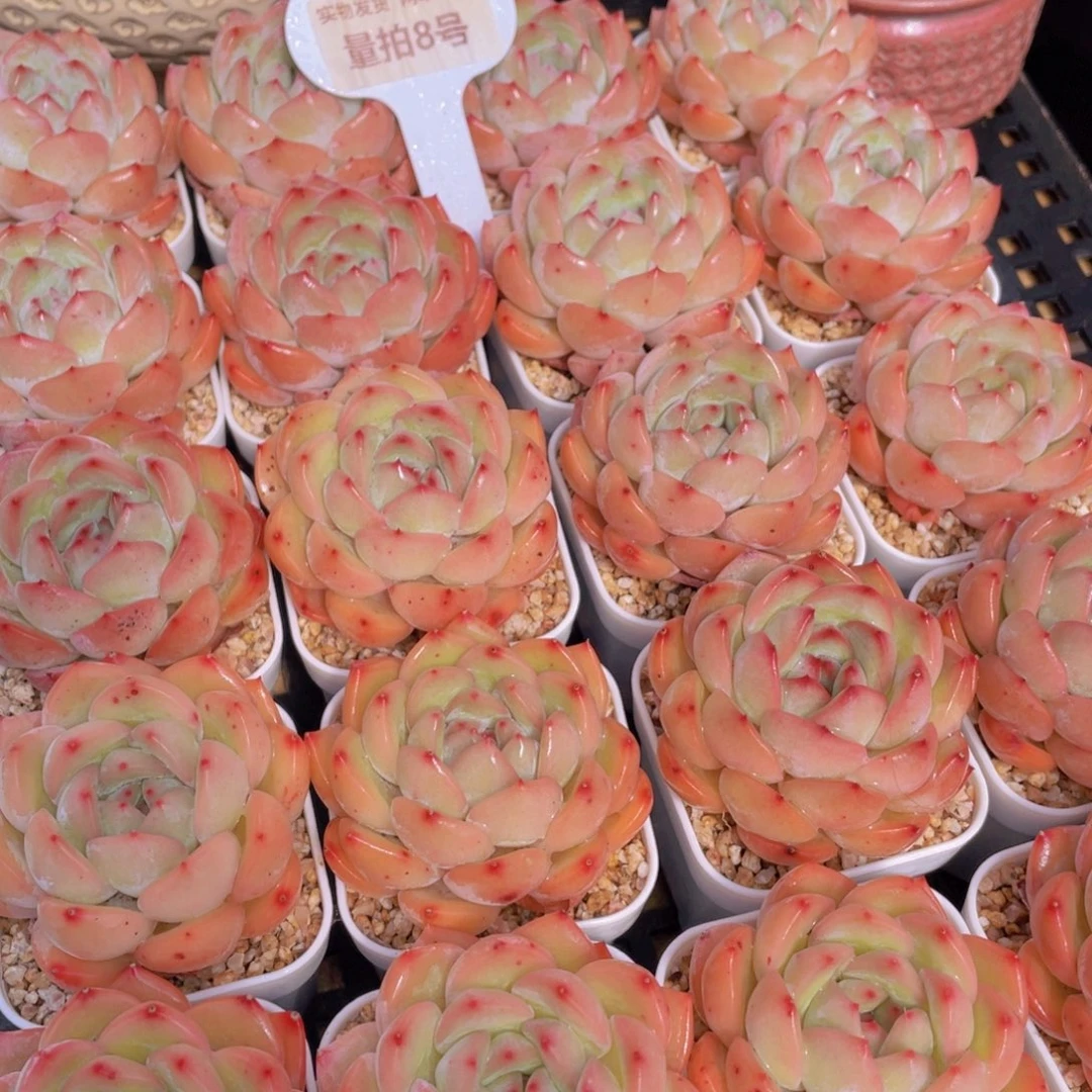 量拍8号 草莓杏仁单头一个