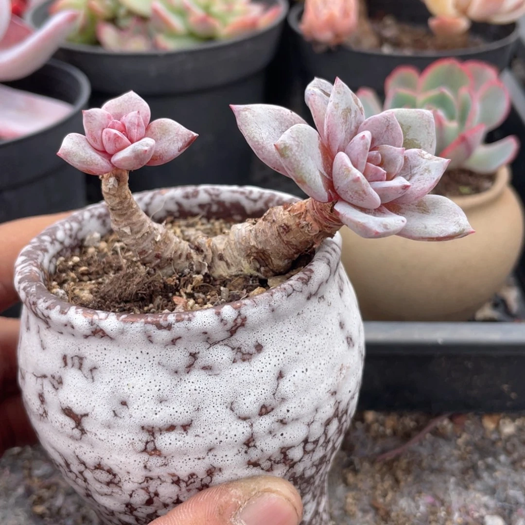 0634  德国香槟  六月六