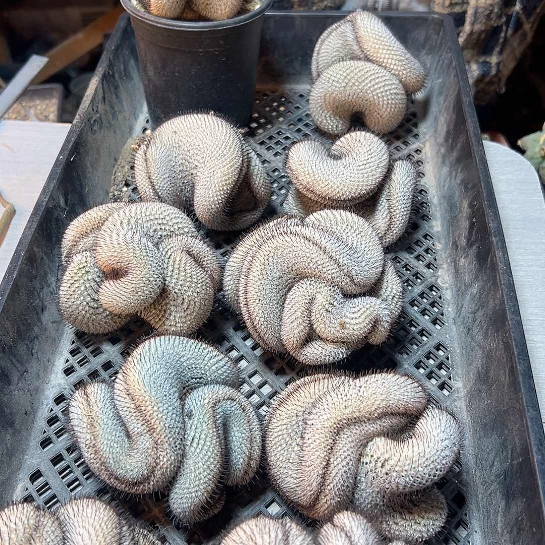 直刺佩蕾无根7.5公分