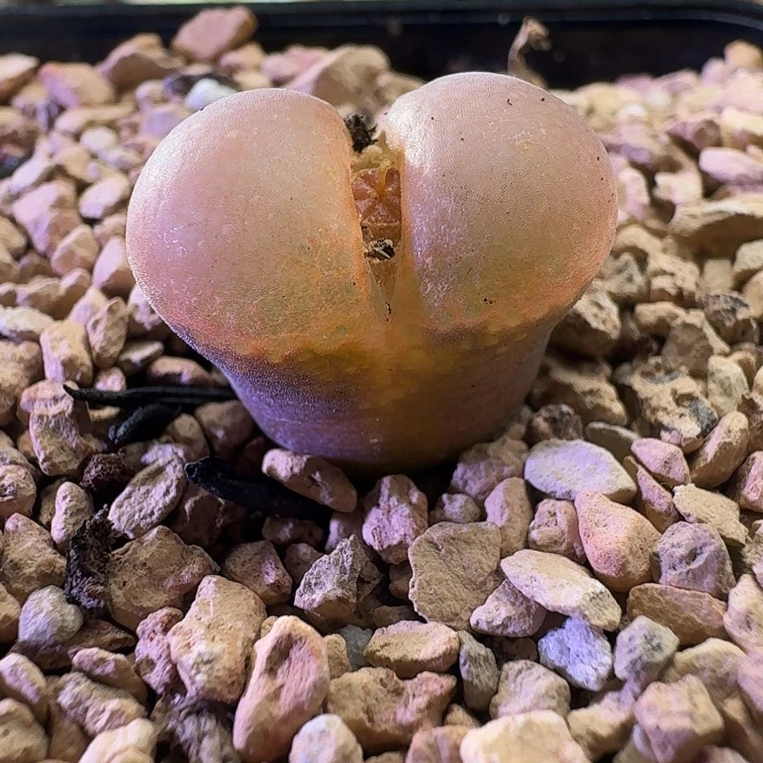 大腰子窗风铃喜欢可拍2812