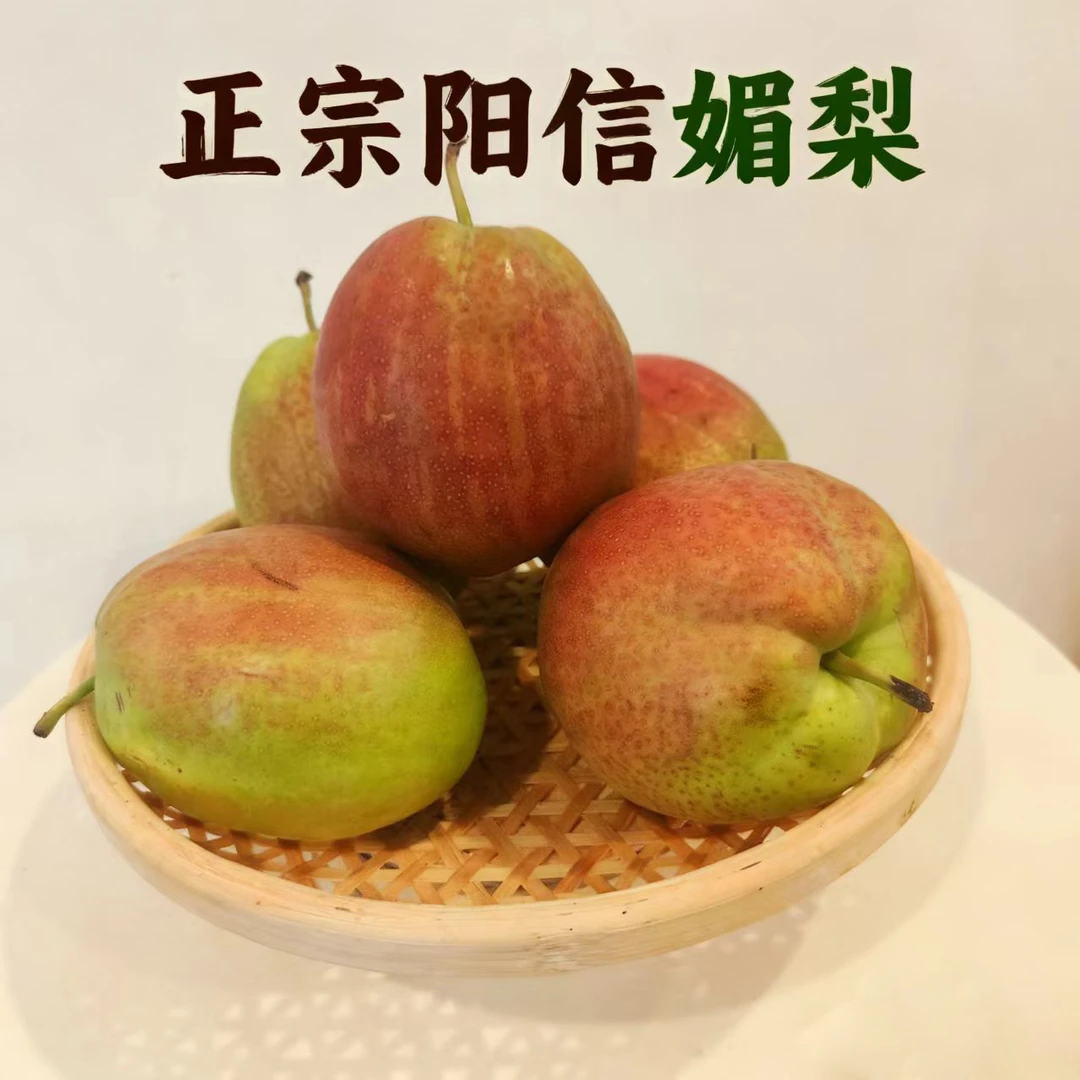 【产地直发】山东正宗阳信媚梨7号秋月梨现摘梨脆甜皮薄孕妇香梨