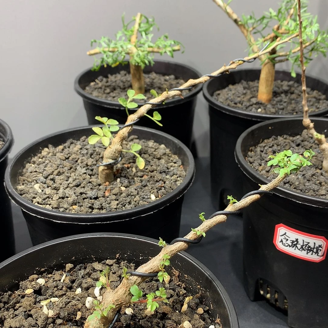 三***气念珠橄榄实生带盆土