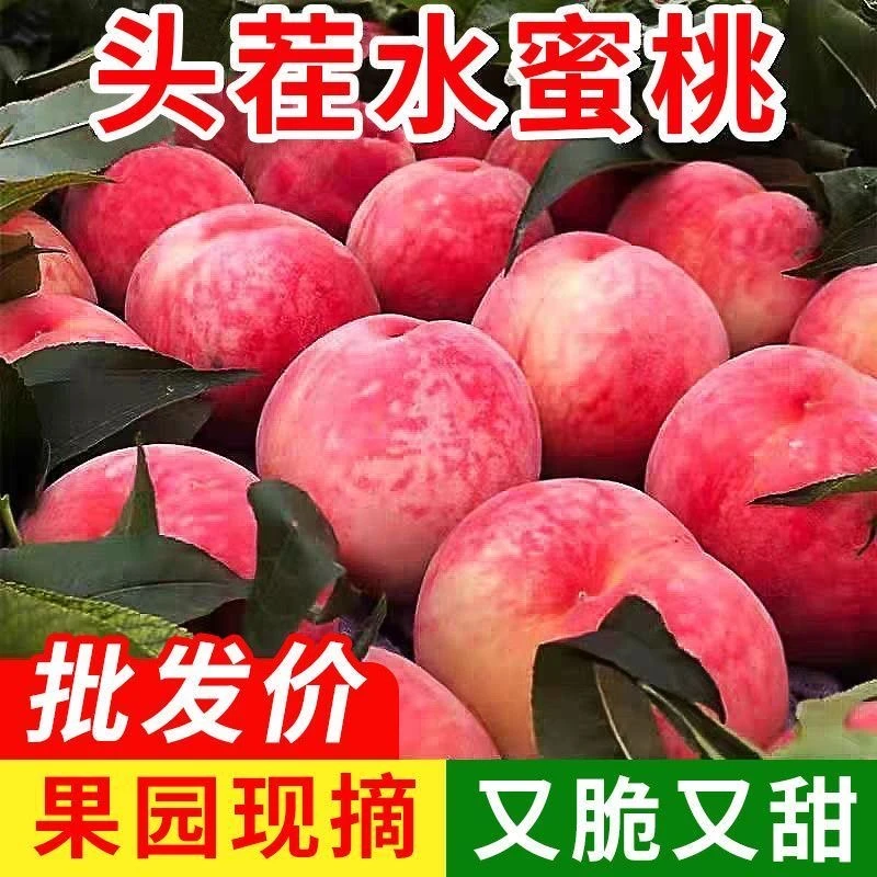 现摘现发正宗水蜜桃脆软两吃鲜甜多汁应季新鲜水果