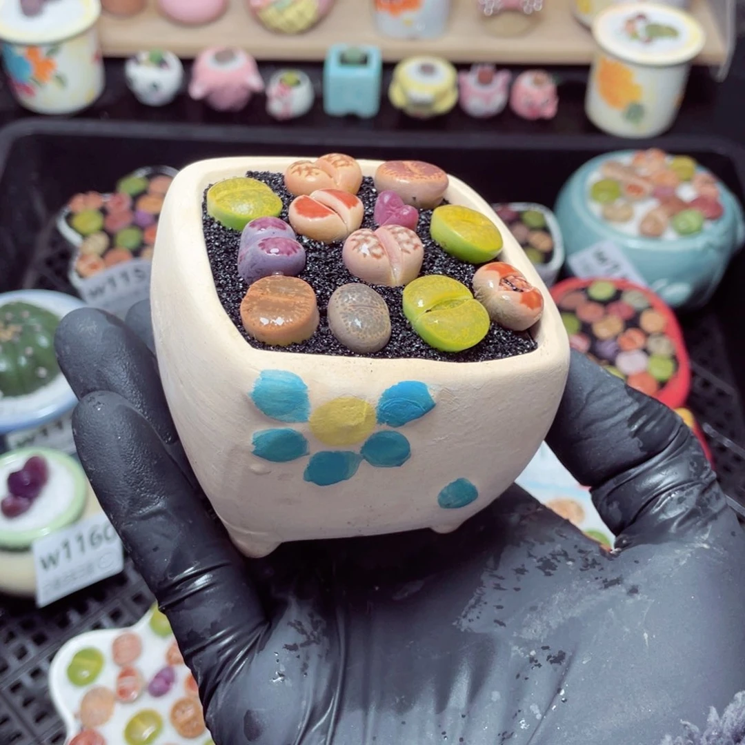 w1165--带盆土发货，零下地区拍保温箱