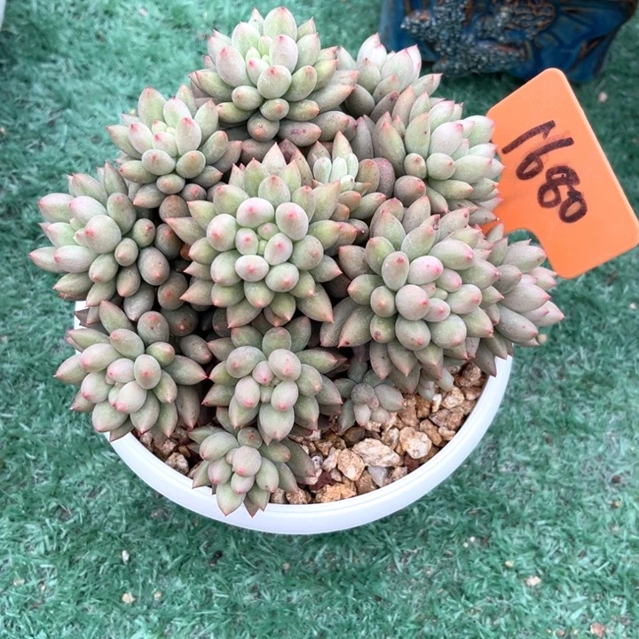 岩子1680号码牌子的话