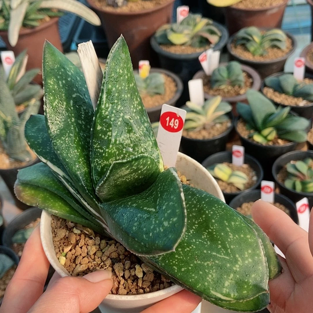 149卧牛实生带盆发货