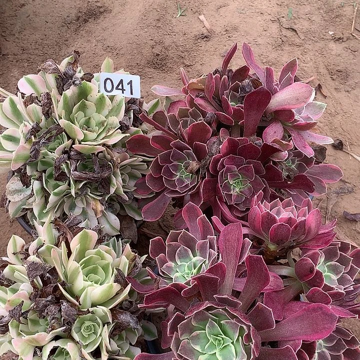 无花朵041四颗多肉植物组合