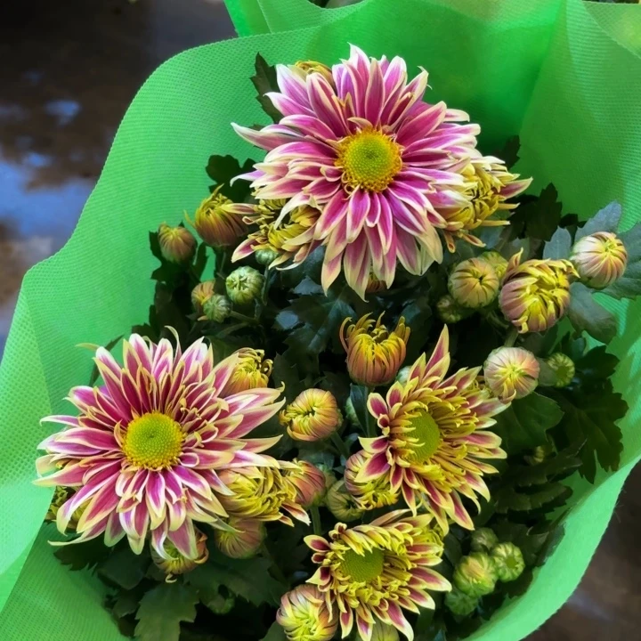 新品瑰宝小菊盆栽