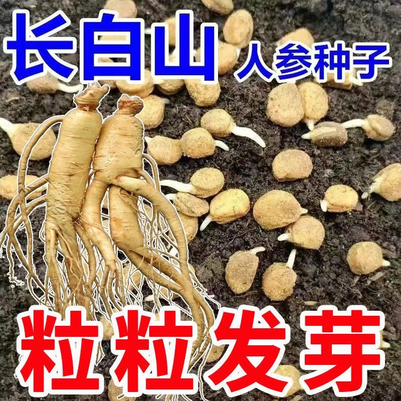 长白山人参种子正品野山参种子四季易种中药材易活室内观花卉盆栽