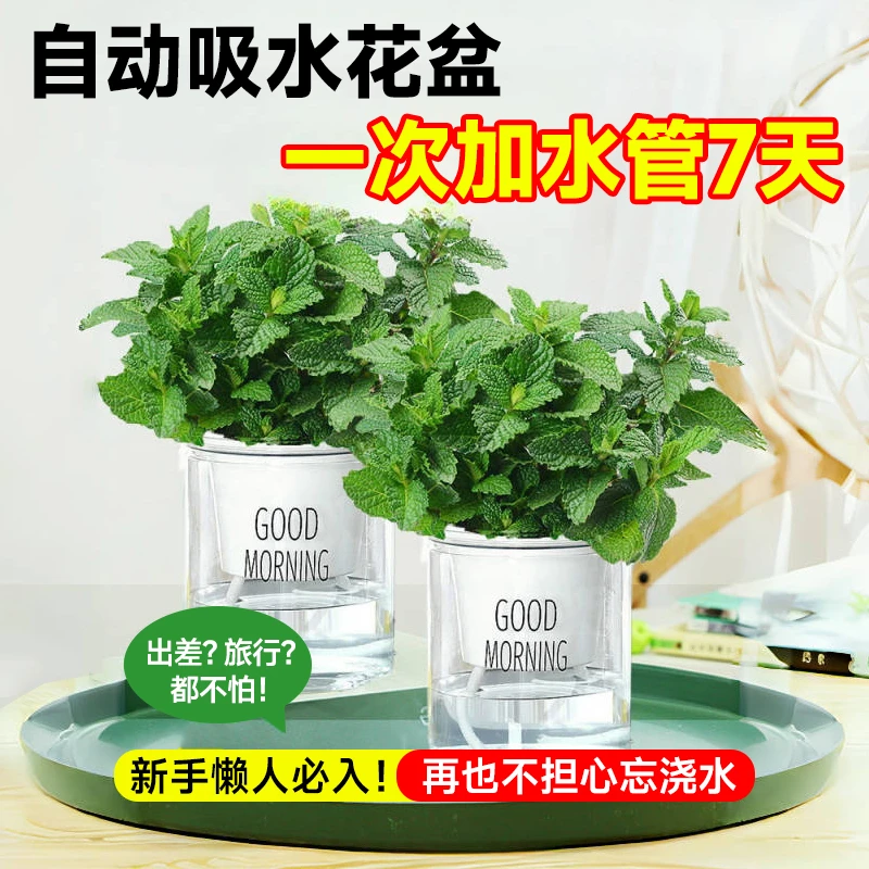 薄荷盆栽可食用水培薄荷叶室内驱蚊草好养活迷迭香苗新鲜绿植提神