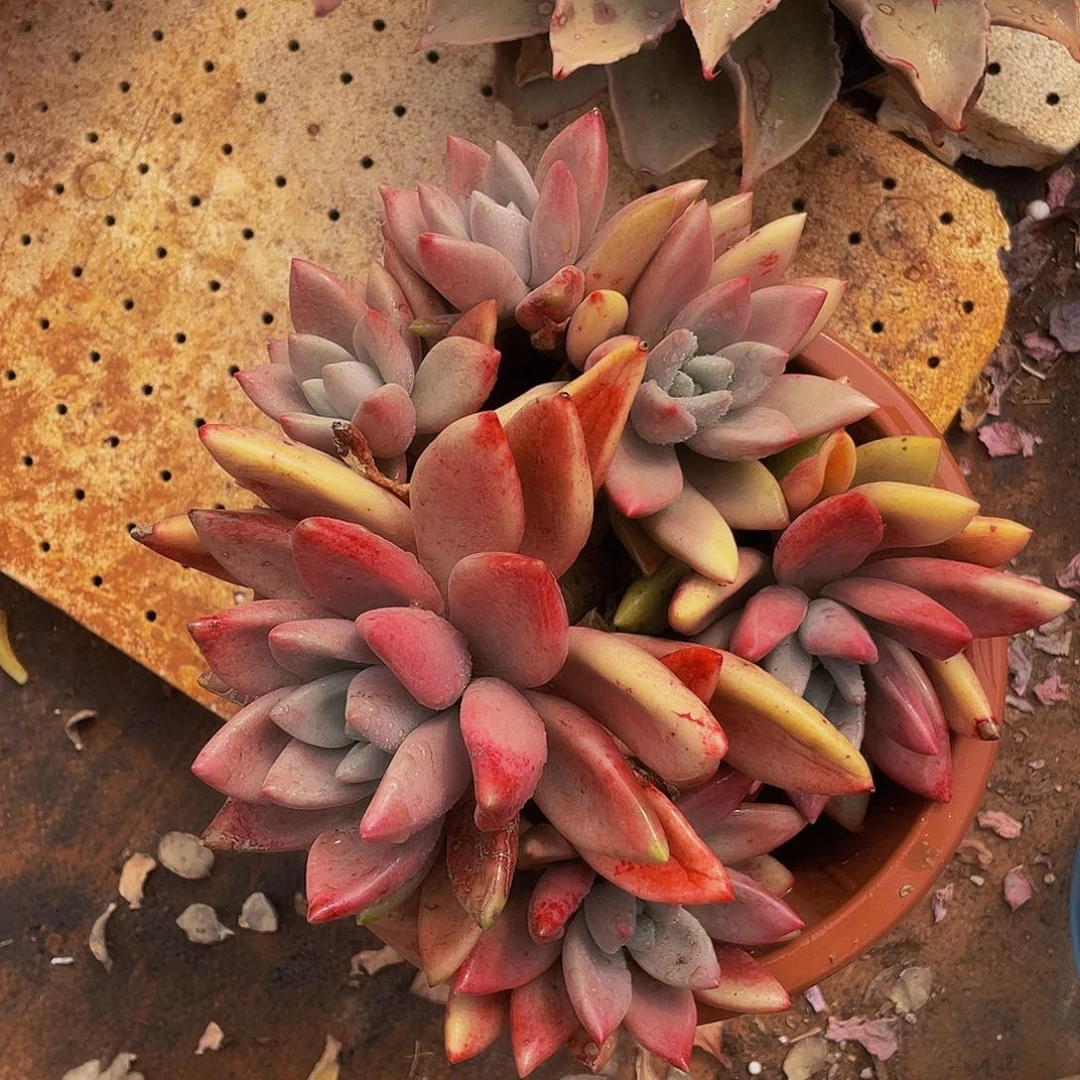 桃花源26:8多肉群生