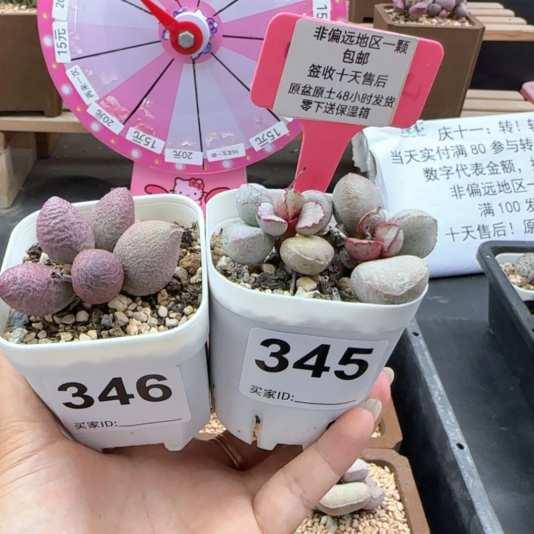 L**g345少女心硬叶白蛋多肉植物
