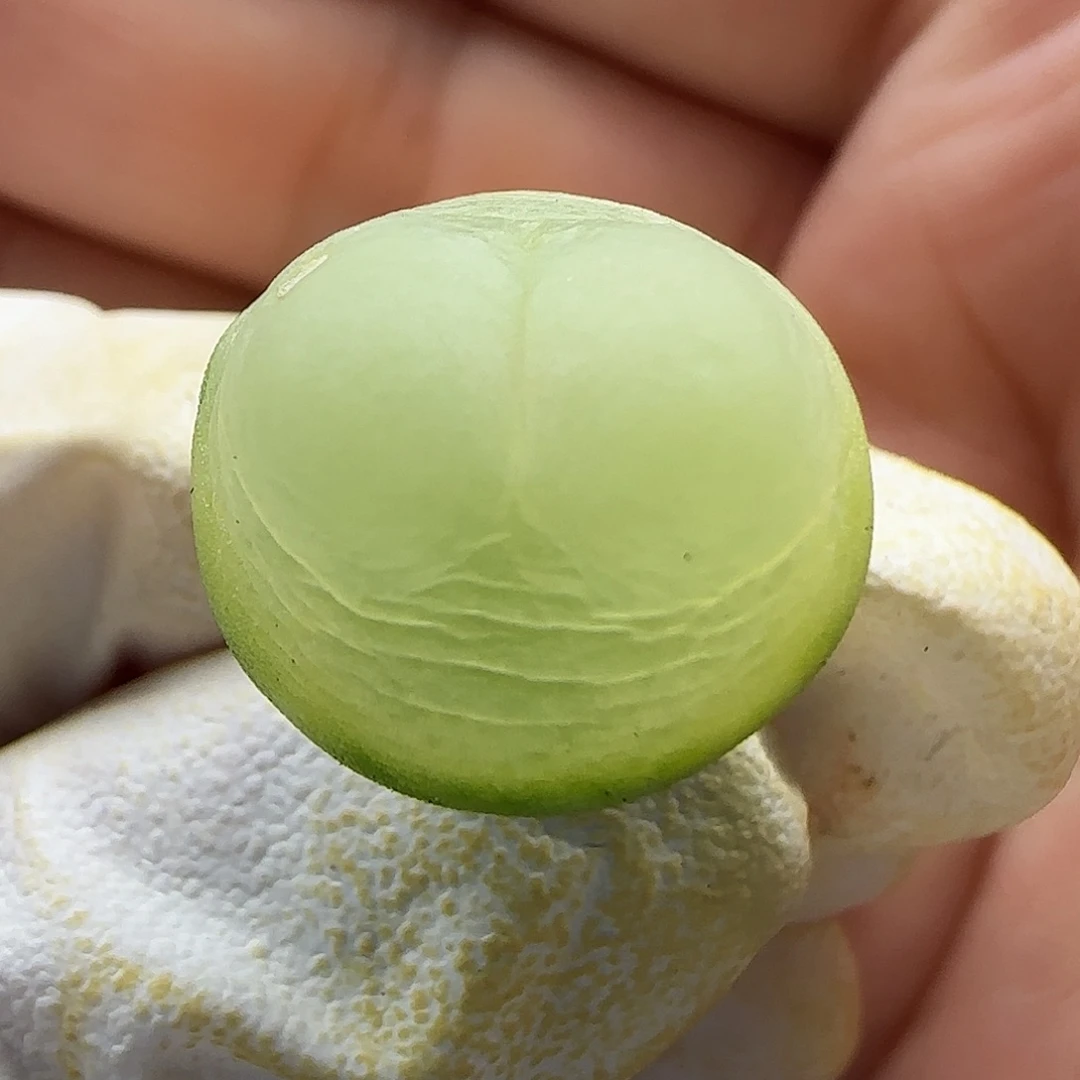 11-24-128当天满38包邮1.7cm拉登母本有一点点疤