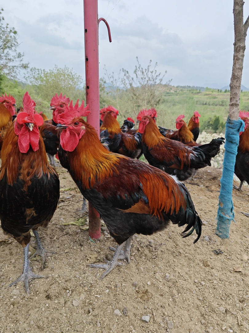 改价专用土鸡跑山鸡月子鸡纯粮食散养