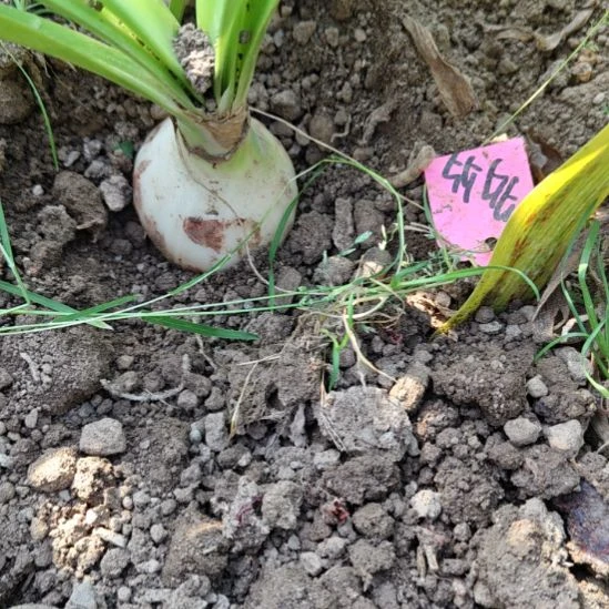 完全开放多多4.5左右