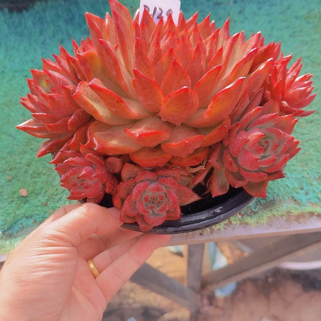 2129东云杂多肉植物