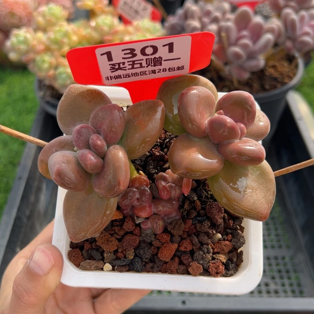 表妹精品多肉1301.