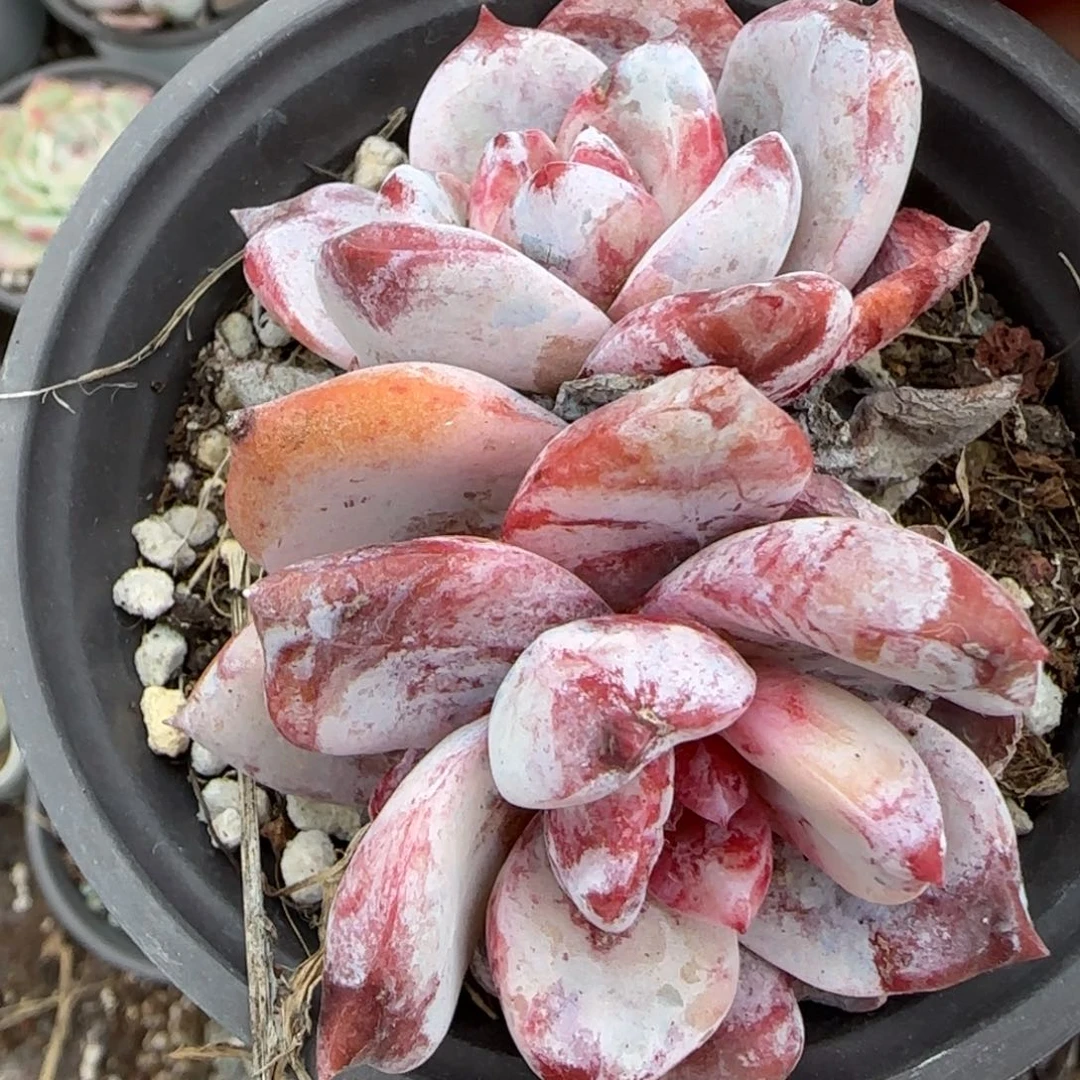 多肉小卡拉米糖心一物一拍