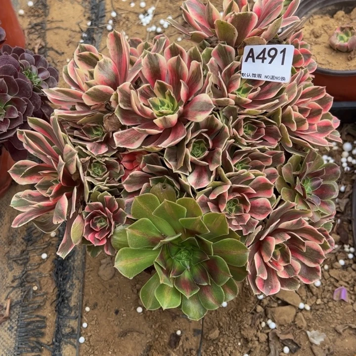 女妖多肉植物491.