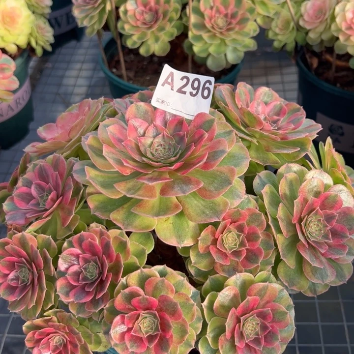 296雨荷23厘米左右