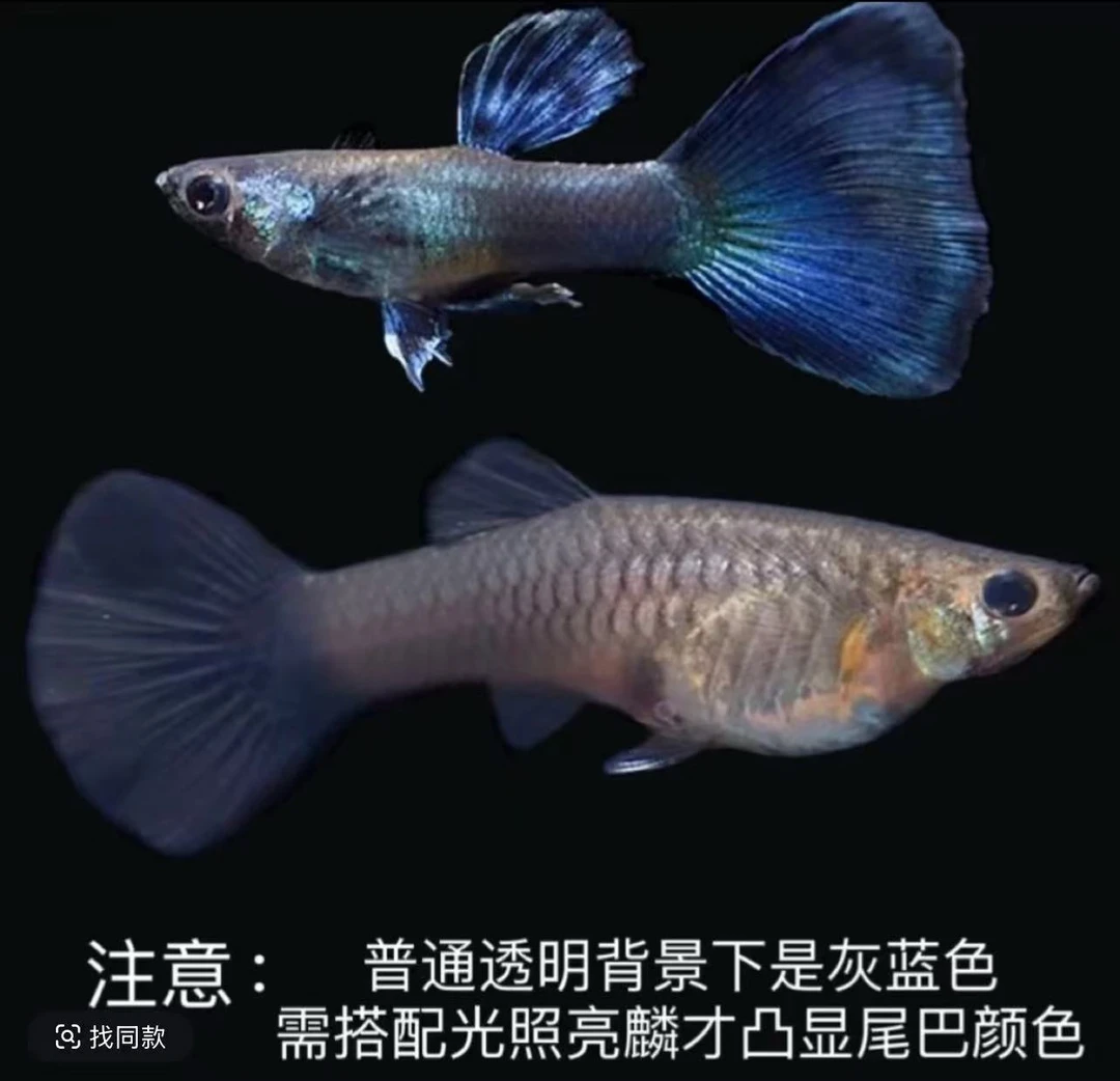 冰蓝孔雀鱼（公鱼蓝色母鱼灰色）