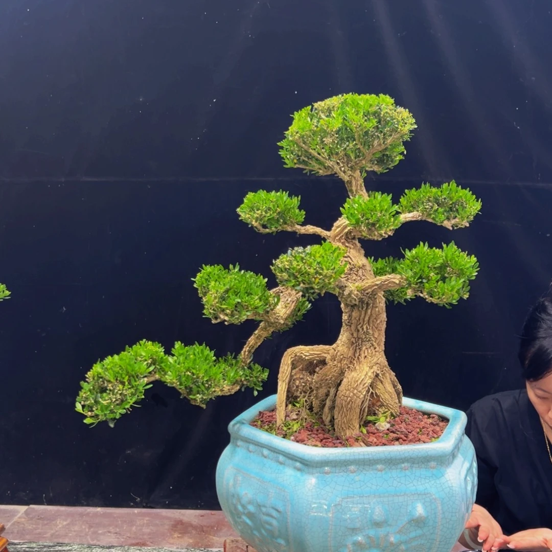 无花朵广东黄杨四季常青